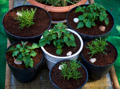 Tips & Tricks for Starting a Container Garden on a Budget