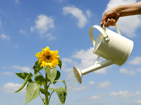 Top 5 Tips for Watering Your Plants the Right Way