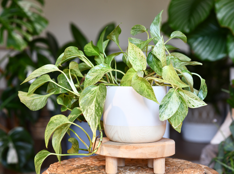 4 Secrets to Lush Green Money Plants