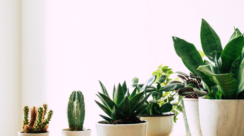 TOP 10 SUPER EASY TO MAINTAIN INDOOR PLANTS