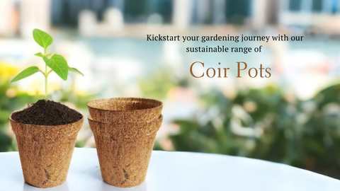 Coir Pot