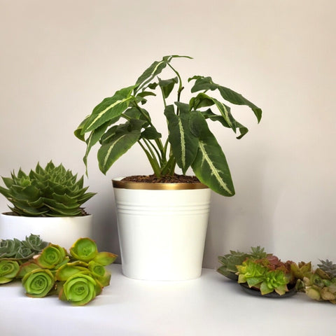 White Bucket Metal Planter