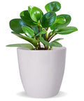 ecofynd Ceramic Plant Pot