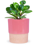 ecofynd Ceramic Plant Pot