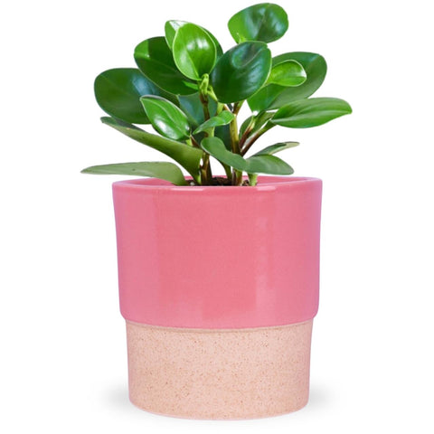 Ceramic Plant Pot