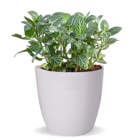 Ceramic Plant Pot