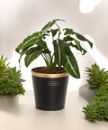 Ecofynd Black Bucket Metal Planter