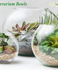 ecofynd 6 Inch Glass Terrarium Bowl