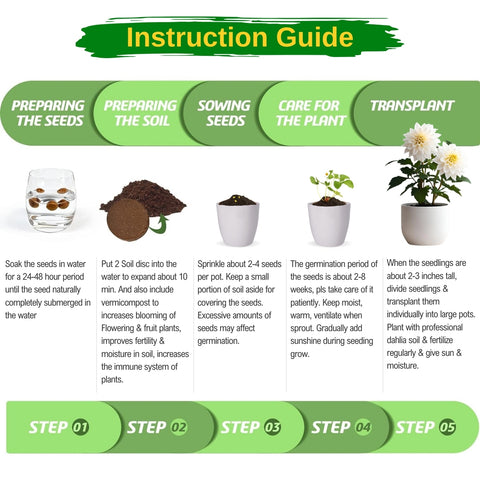 DIY Grow Kit of Dahlia Flower