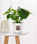 ecofynd Melamine Cone Pot