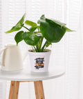 ecofynd Melamine Cone Pot