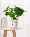 ecofynd Melamine Cone Pot