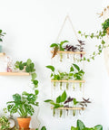 ecofynd 3-Tier Wall Hanging Test Tube Planter