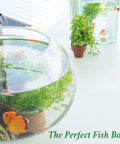 ecofynd 6 Inch Glass Terrarium Bowl