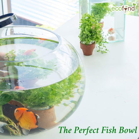 8 Inch Glass Terrarium Bowl