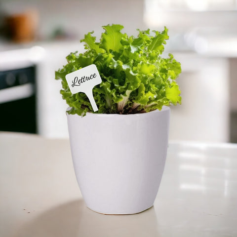 DIY Grow Kit for Lettuce