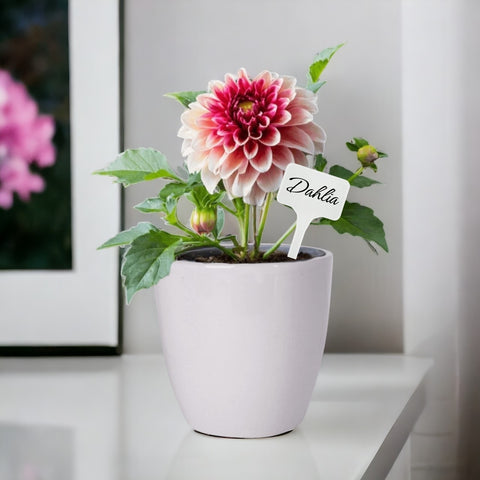 DIY Grow Kit of Dahlia Flower