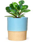 ecofynd Ceramic Plant Pot