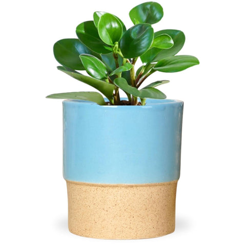 Ceramic Plant Pot