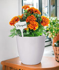 ecofynd DIY Grow Kit of Marigold Flower