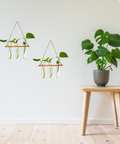 ecofynd 1-Tier Wall Hanging Test Tube Planter