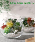 ecofynd 6 Inch Glass Terrarium Bowl