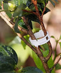 ecofynd Plant Support Garden Clips