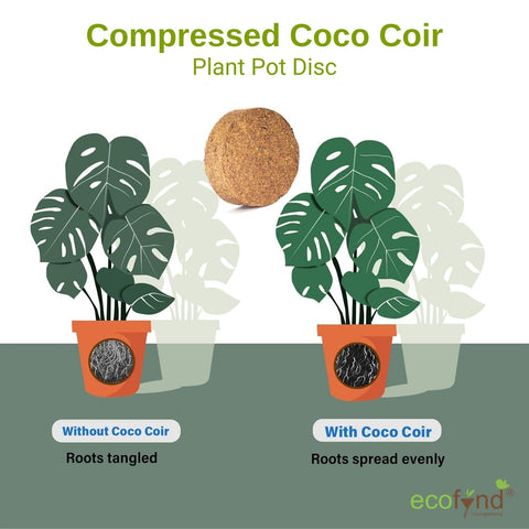 Coir Seedling Coin