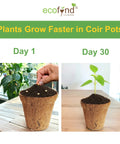 ecofynd 4 inches Coir Pots