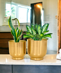 Ecofynd Eva Gold Metal Plant Pot