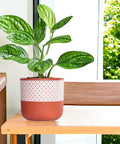 ecofynd 3 Pack Terracotta Pots for Plants