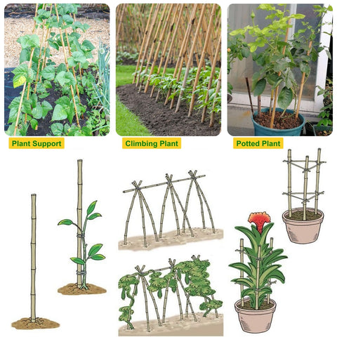 Natural Bamboo Plant Sticks