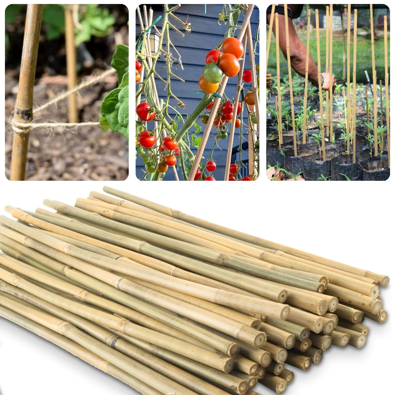 Natural Bamboo Plant Sticks