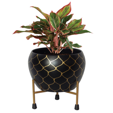 Lio Black/Gold Metal Pot with Stand