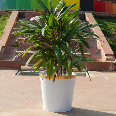 Round Metal Bucket Planter, Pack of 3 Large Planters freeshipping - Ecofynd