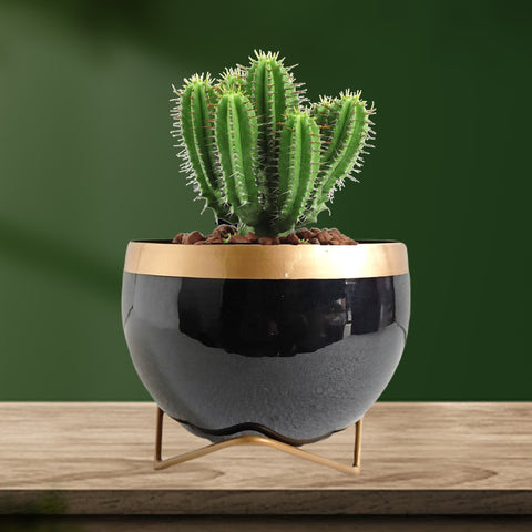 ecofynd Elis Black Metal Pot with Stand