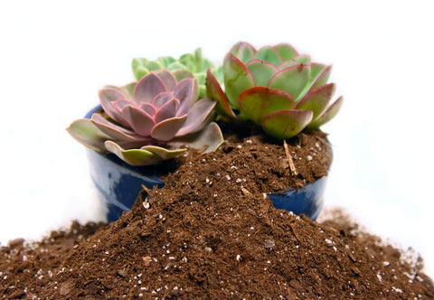 100% Organic Cactus and Succulent Mix for Plants Potting Mix freeshipping - Ecofynd