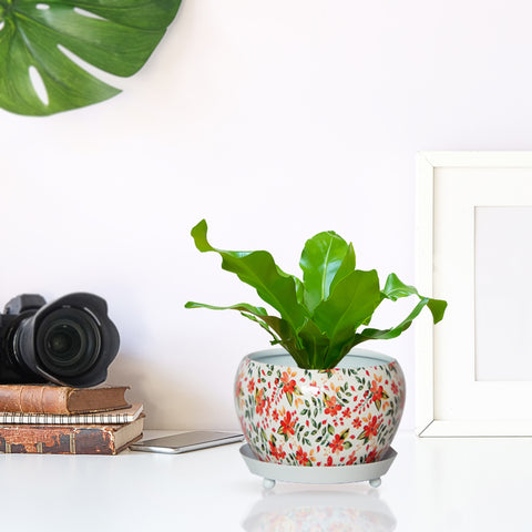 Lily White Floral Metal Pot with Saucer Plate